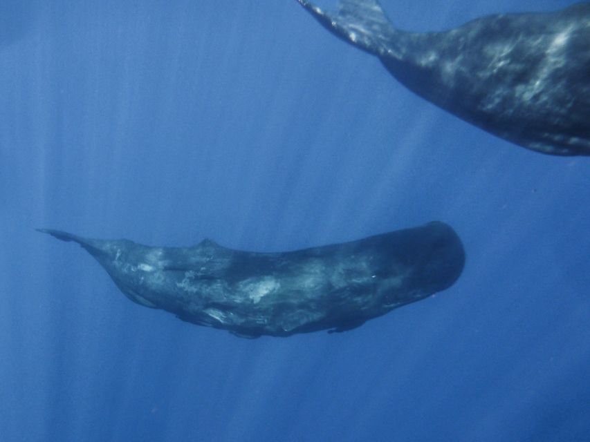 Madeira: Whale and Dolphin Watching Tour - Price and Value: Is $70 Fair for 2 Hours Offshore?