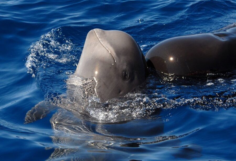 Madeira: Whale and Dolphin Watching Tour - Whale Search Off Ponta de São Lourenço: What You’re Really Buying