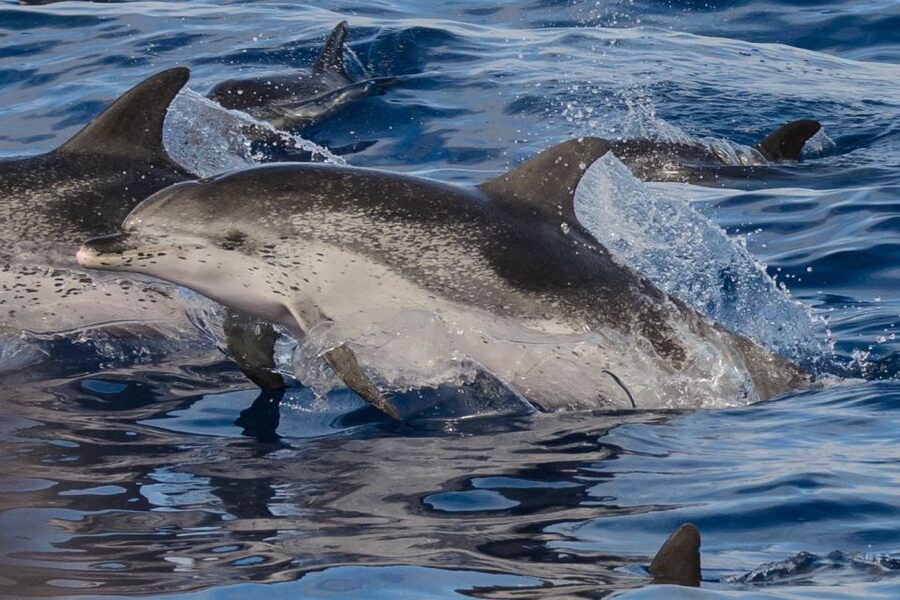 Madeira: Whale and Dolphin Watching Tour - Two Hours Around Ponta de São Lourenço: The Wildlife-Watching Flow