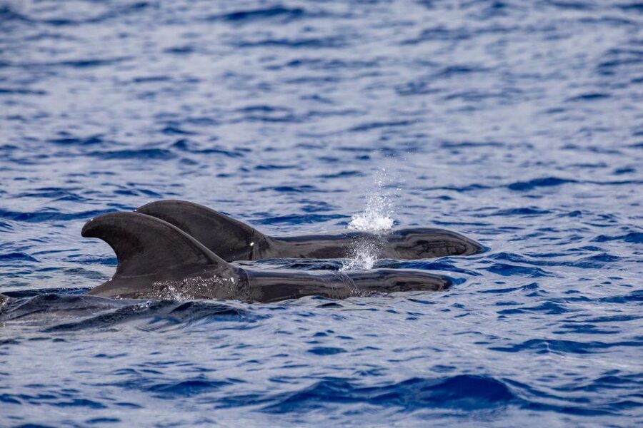 Madeira: Whale and Dolphin Watching Tour - The Boat Ride: Speedboat Comfort, Capacity, and Motion