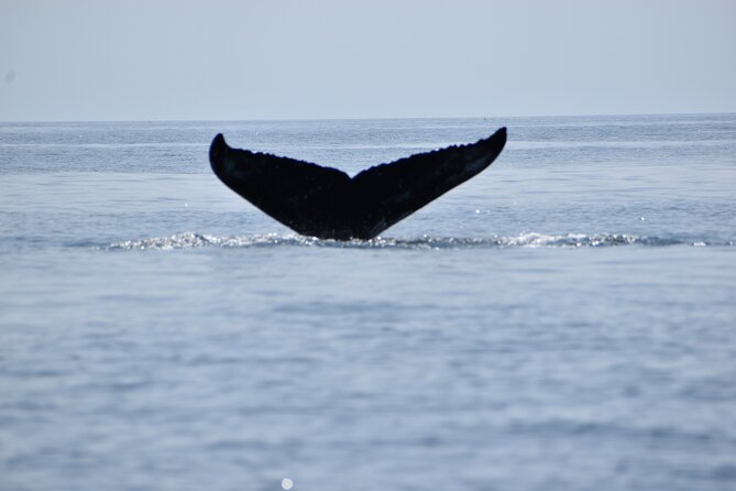 Maine Whale Watching Tour in Portland - Key Highlights You’ll Feel From This Tour