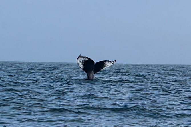 Maine Whale Watching Tour in Portland - Where You Start: Portland Marina Area and What the Day Feels Like