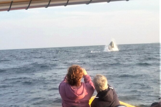 Maine Whale Watching Tour in Portland - The Boat Style: Fast, Close-Up, and Not for Everyone