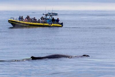 Maine Whale Watching Tour in Portland - The Main Event: 2 Hours of Whale Watching in Casco Bay