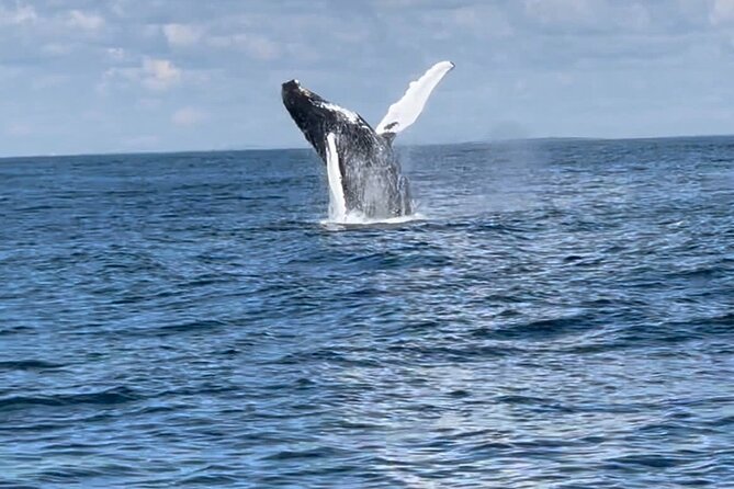 Maine Whale Watching Tour in Portland - Who This Tour Is Best For