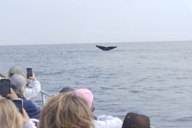 Maine Whale Watching Tour in Portland - Value for Your Time: Why This 3.5-Hour Format Works