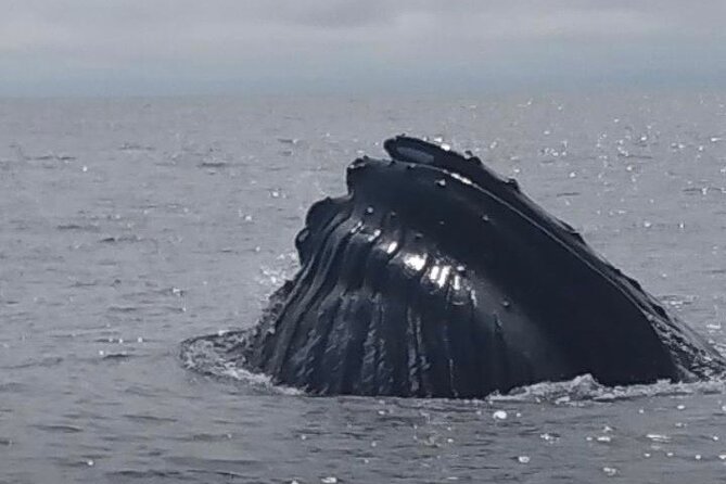 Maine Whale Watching Tour in Portland - Should You Book This Whale Watch From Portland?