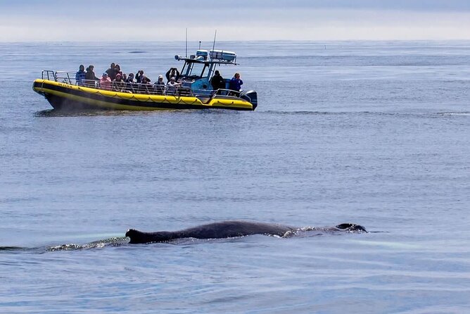 Maine Whale Watching Tour in Portland - The Main Event: 2 Hours of Whale Watching in Casco Bay