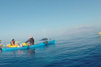 Makena Whale Watching and Snorkel - Kayak whale watching in Makena: what makes it different