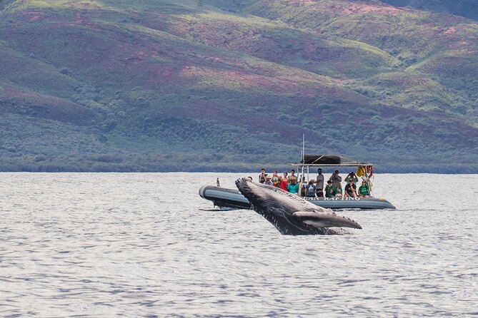 Maui Eco-Raft Tour: Eye-Level Whale or Dolphin Watching - Lahaina - Quick hits before you book