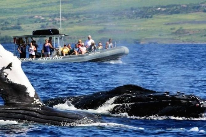 Maui Eco-Raft Tour: Eye-Level Whale or Dolphin Watching - Lahaina - Why this eye-level zodiac raft works so well in Lahaina