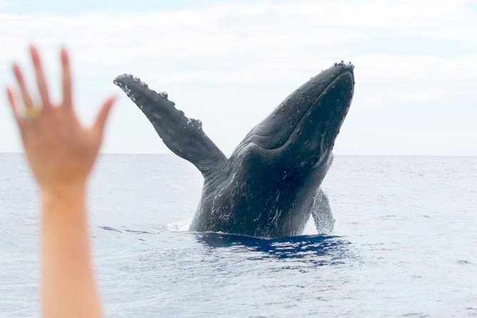 Maui Eco-Raft Tour: Eye-Level Whale or Dolphin Watching - Lahaina - The 2.5 hours you’re really buying: Lahaina search to Maui sightings