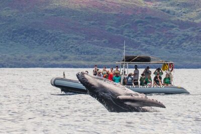 Maui Eco-Raft Tour: Eye-Level Whale or Dolphin Watching - Lahaina - Front Street check-in: the 30-minute rule you can’t ignore