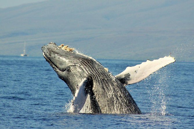 Maui Eco-Raft Tour: Eye-Level Whale or Dolphin Watching - Lahaina - Hydrophone whale songs: why the sound part matters