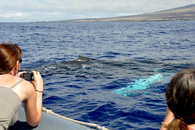 Maui Eco-Raft Tour: Eye-Level Whale or Dolphin Watching - Lahaina - What happens when you get the whales: photos, photo stops, and crowd comfort
