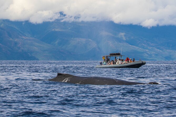 Maui Eco-Raft Tour: Eye-Level Whale or Dolphin Watching - Lahaina - Snacks and allergies: what’s included on dolphin days