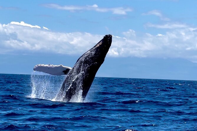Maui Mid Day Magic Whale Watch - Quick Hits Before You Go