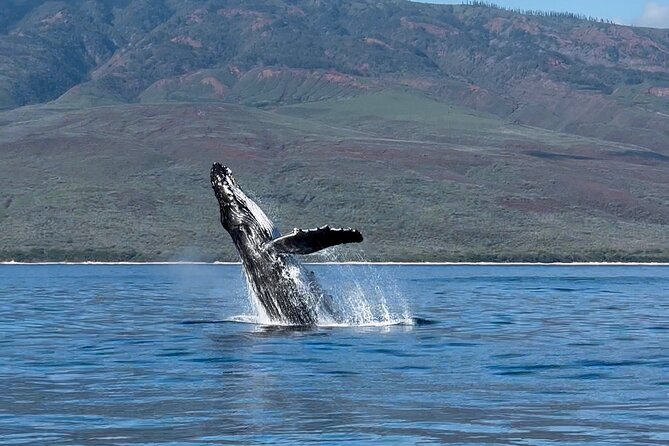 Maui Mid Day Magic Whale Watch - The Scenery Cruise: Moloka’i, Lana’i, Kaho’olawe, Haleakala, West Maui