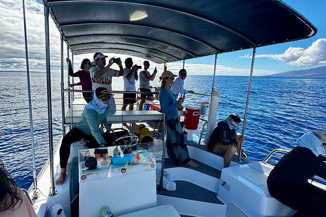 Maui Mid Day Magic Whale Watch - What Guaranteed Sightings Look Like in Real Life