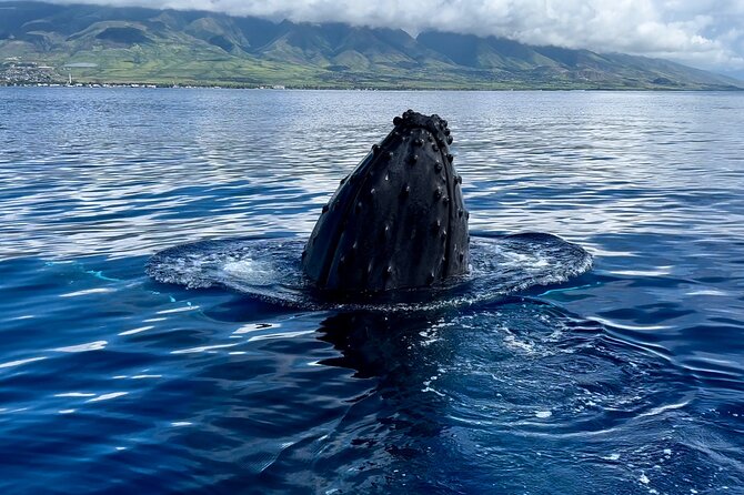 Maui Mid Day Magic Whale Watch - Photo Setup With the GoPro Extendable Sticks (Easy Wins)