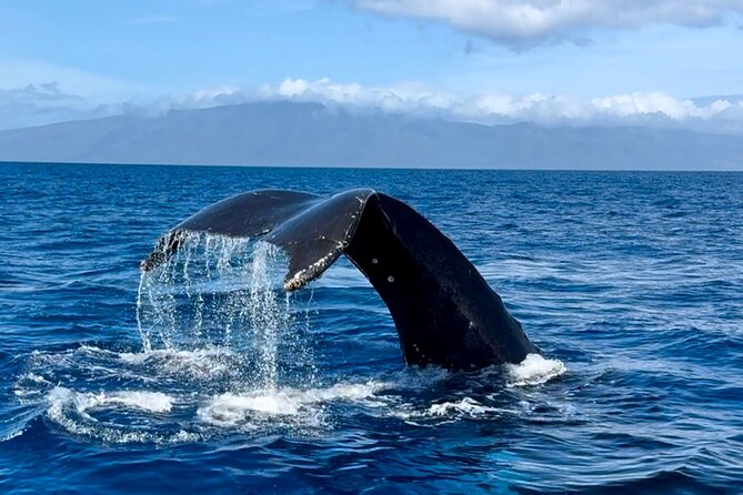Maui Mid Day Magic Whale Watch - Water, Waste, and What’s Included (So You Don’t Overpack)