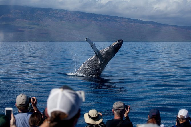 Maui Premium Sunset Dinner Cruise & Whale Watch - Why This Maui Whale Dinner Cruise Gets So Much Love