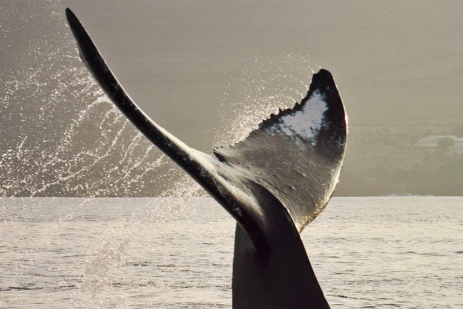 Maui Premium Sunset Dinner Cruise & Whale Watch - What You Get Onboard: Dinner, Drinks, and Commentary That Helps You See
