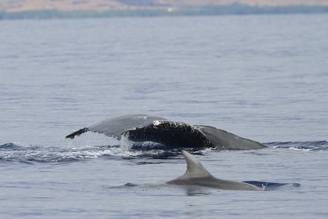 Maui Premium Sunset Dinner Cruise & Whale Watch - Whale Watching 101: How This Cruise Helps You Actually Spot Them