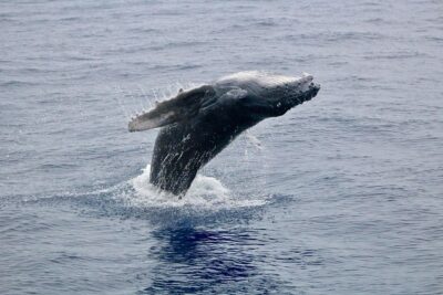 Maui Premium Sunset Dinner Cruise & Whale Watch - Getting Started at PacWhale Eco-Adventures (Ma‘alaea Harbor)