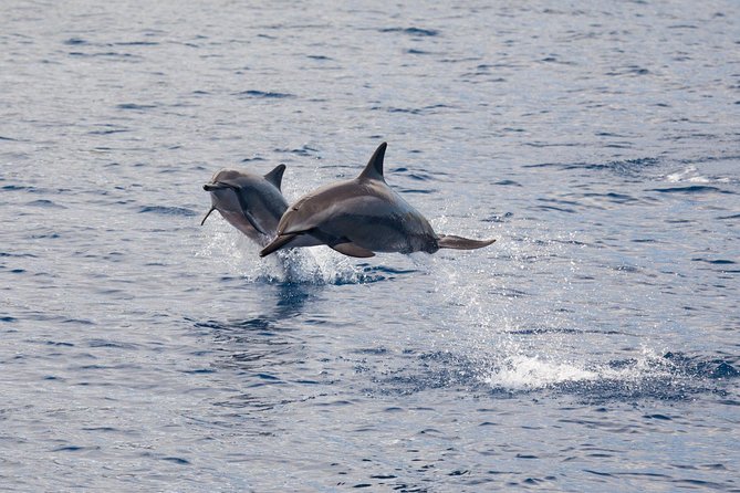 Maui Premium Sunset Dinner Cruise & Whale Watch - Comfort and Practical Stuff: Bathroom, Motion, and Boat Size
