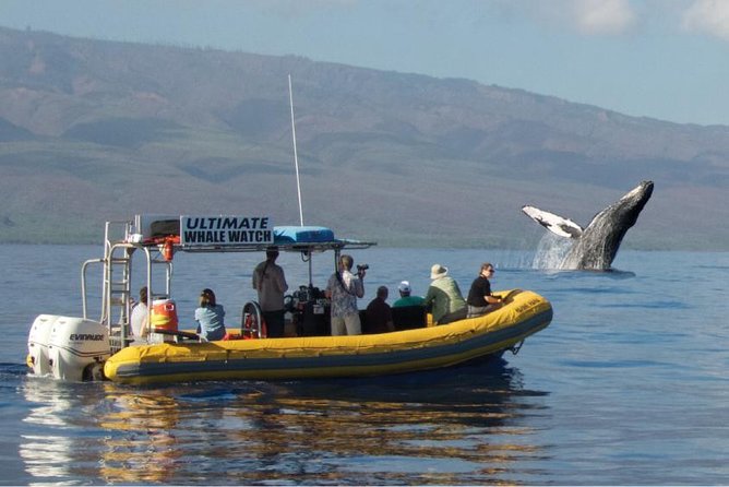 Maui: Ultimate Whale Watch from Lahaina - Key Points You’ll Care About