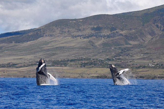 Maui: Ultimate Whale Watch from Lahaina - Lahaina’s Whale Season Energy, Without the Big-Boat Feel