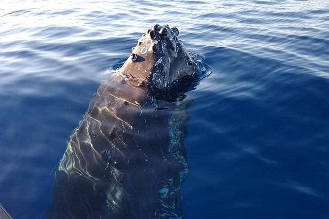 Maui: Ultimate Whale Watch from Lahaina - Lahaina Harbor: Getting On Board Smoothly