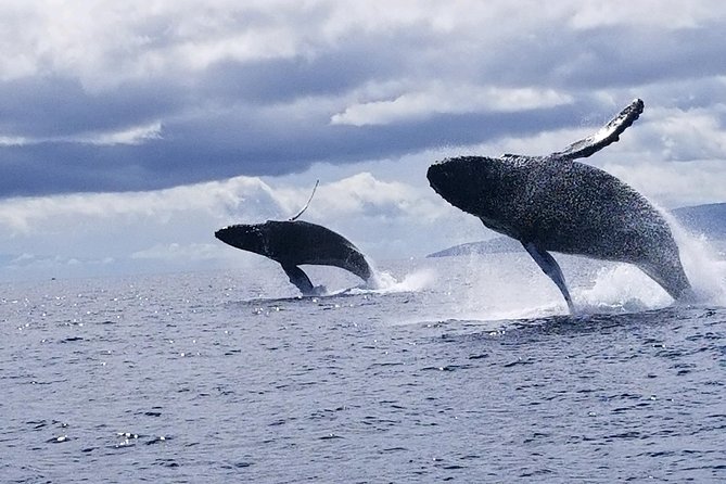 Maui: Ultimate Whale Watch from Lahaina - What Happens Once You’re Out There: Whales, Dolphins, and Real Search