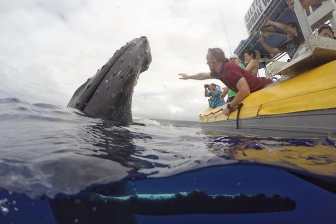 Maui: Ultimate Whale Watch from Lahaina - Staying Comfortable on the Water (Because Maui Days Aren’t Always Calm)