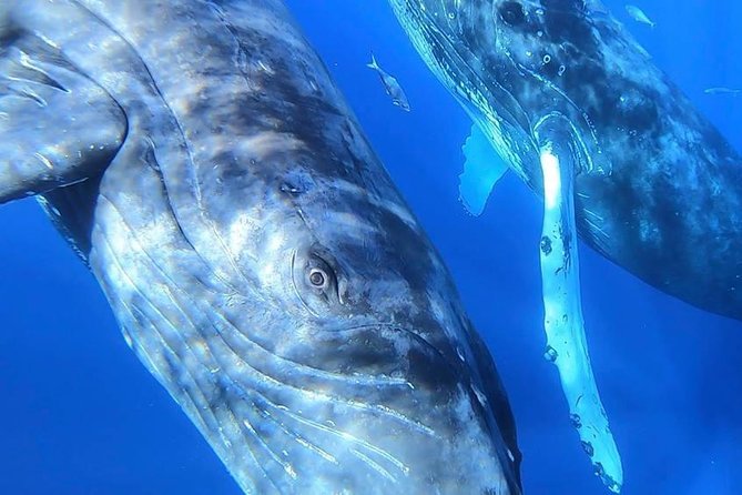 Maui: Ultimate Whale Watch from Lahaina - Price and Value: Why $77 Can Actually Feel Reasonable