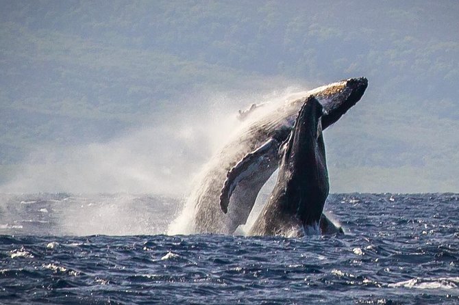 Maui: Whale Watching Cruise with Open Bar from Ka'anapali Beach - Sea Maui Key Highlights You’ll Care About