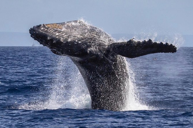 Maui: Whale Watching Cruise with Open Bar from Ka'anapali Beach - Two Hours on the Water: How the Cruise Paces and What It Feels Like