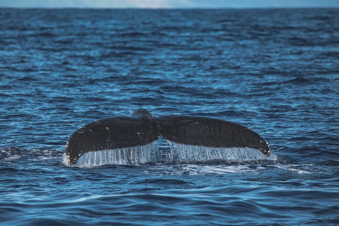 Maui: Whale Watching Cruise with Open Bar from Ka'anapali Beach - Who This Cruise Suits Best (and Who Should Rethink It)