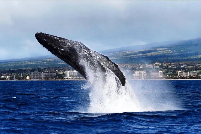 Maui: Whale Watching Cruise with Open Bar from Ka'anapali Beach - Finding Humpbacks in Maui Winter: What You’ll Learn While Watching