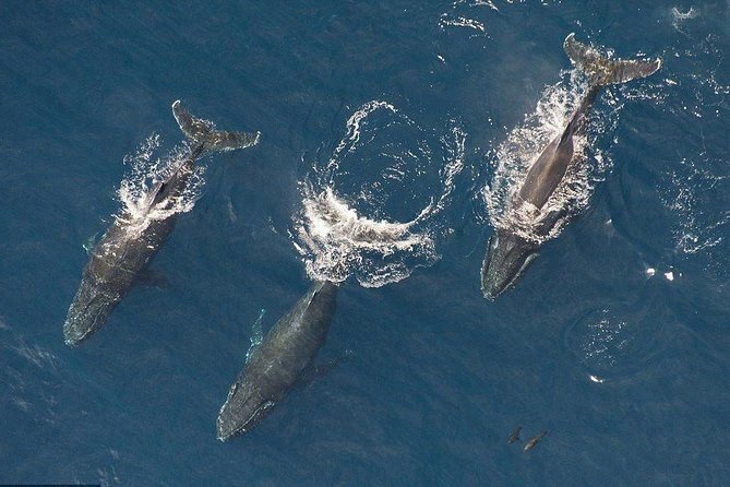 Maui Whale Watching -PRIVATE- Air Tour: (2-5 People): SEE WHALES! - Key things to know before you go