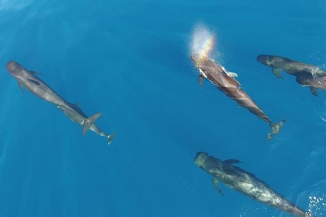 Maui Whale Watching -PRIVATE- Air Tour: (2-5 People): SEE WHALES! - Before takeoff: weather, weight, and mobility notes