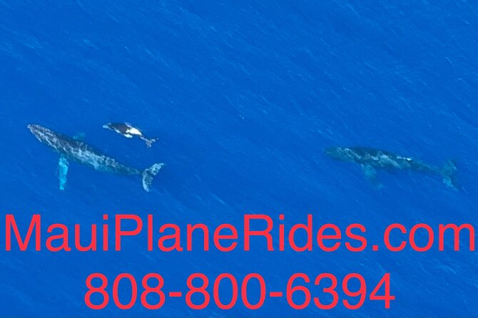 Maui Whale Watching -PRIVATE- Air Tour: (2-5 People): SEE WHALES! - Who should book this air whale tour