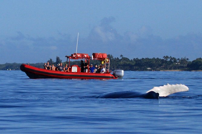 Maui Whale-Watching Tour by Raft from Kihei - Key highlights at a glance