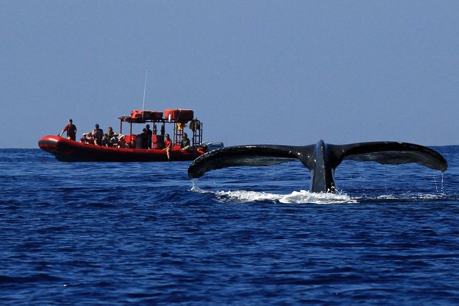 Maui Whale-Watching Tour by Raft from Kihei - Why a Kihei raft whale watch feels different than big boats