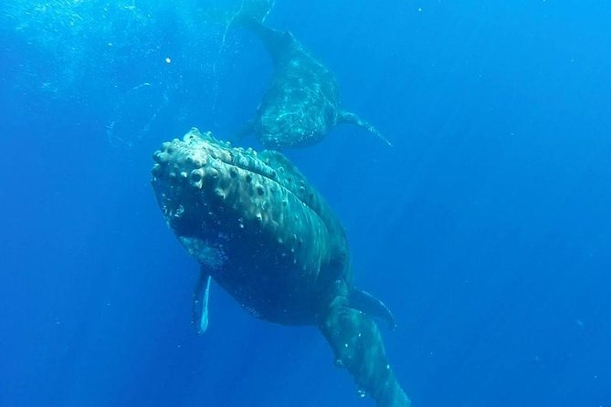 Maui Whale-Watching Tour by Raft from Kihei - Passing Wailea and Keawakapu while the captain hunts whales