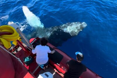 Maui Whale-Watching Tour by Raft from Kihei - Redline Rafting check-in: free parking and a simple meeting point