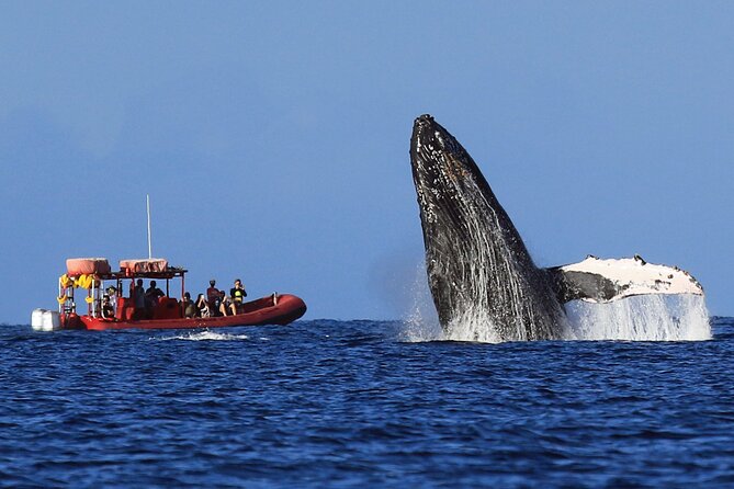 Maui Whale-Watching Tour by Raft from Kihei - What you’re actually looking for: humpbacks, spouts, slap, and timing