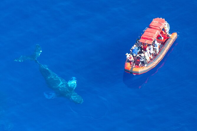 Maui Whale-Watching Tour by Raft from Kihei - Marine naturalist talk plus hydrophone whale song