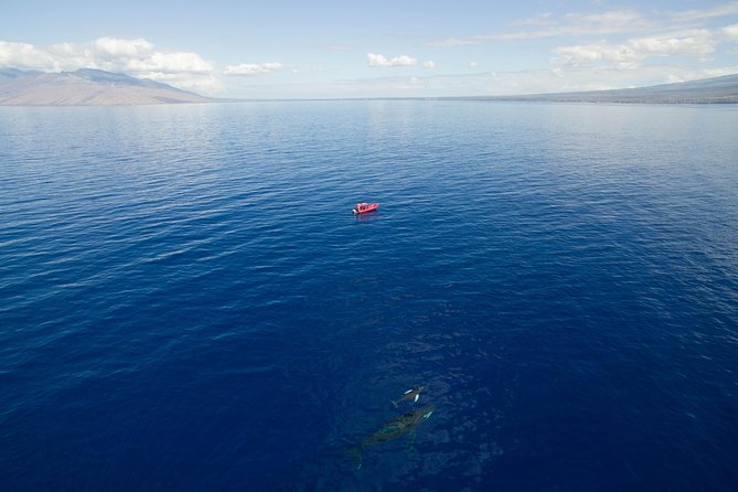 Maui Whale-Watching Tour by Raft from Kihei - Comfort on a speed raft: sunshade, drinks, and expecting some spray